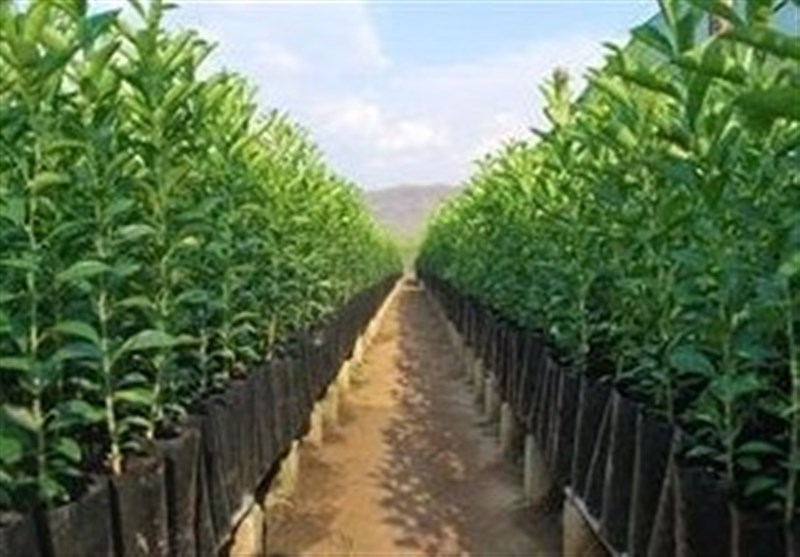 کاشت ۳۵۰ هزار اصله در استان همدان طی هفته منابع طبیعی