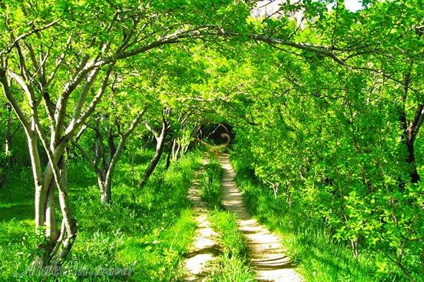 آغاز عملیات اجرایی باغ ۱۰ هکتاری ایرانی در شیراز