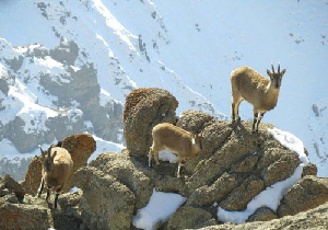 کمک به حیات وحش/ مهربانی با طبیعت