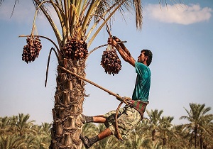 بازار صادرات خرما رو به زوال است/لزوم بازاریابی مناسب برای صادرات خرمای خوزستان