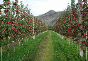 اصلاح و بازسازی/ حذف و جایگزینی ۶۰ هکتار از باغات شهرستان مهاباد
