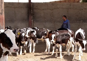 رونق اشتغال با احداث واحد‌های دام و طیور در شهرکرد