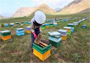 ۵ هزار و ۷۱۲ زنبوردار در کردستان فعالیت می‌کنند