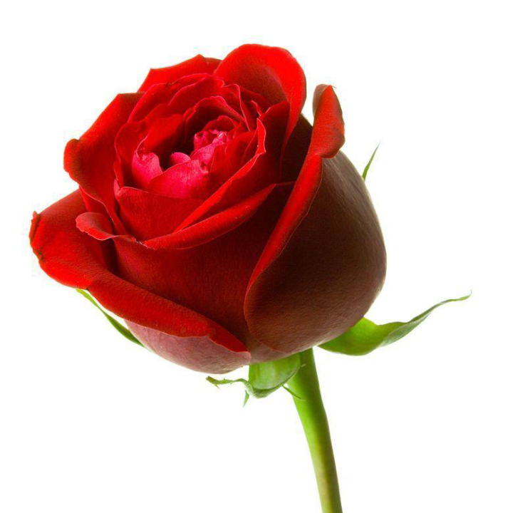 تعبیر خواب؛ از از چاقو و چای تا گرداب و گل رز