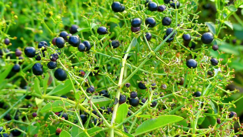 دانستنی&zwnj;های خواندنی در مورد گیاه روناس