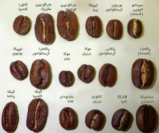 آموزش دم کردن کردن قهوه