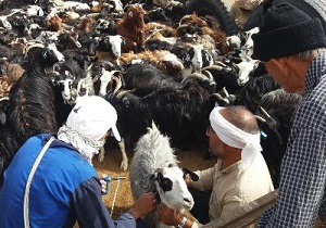 واکسیناسیون بیش از ۱۵۰ هزار دام علیه تب برفکی