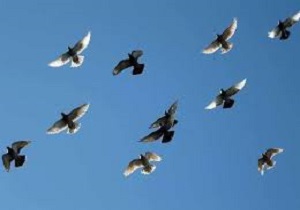 رهاسازی ۲۰ قطعه پرنده در دهگلان