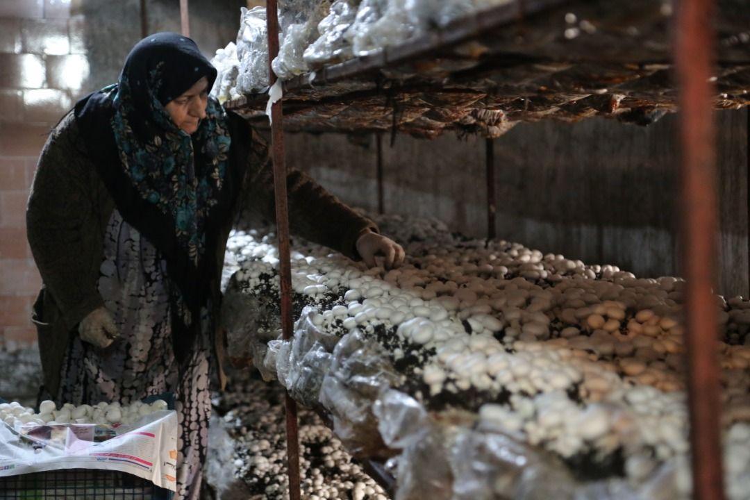 راه&zwnj;اندازی ۶۲۰ طرح اشتغالزایی اجتماع&zwnj;محور در صومعه&zwnj;سرا و تالش