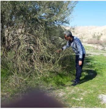 هجوم ملخ ها در فراشبند مشاهده نشده است