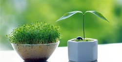 جای سبزه عید نهال سبز کنید