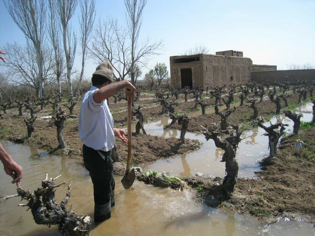 مبارزه زمستانه با آفات و بیماری‌ها در سطح ۲۰هزار هکتار اراضی زراعی کاشمر