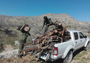 پاکسازی مناطق جنگلی رستم از قاچاقچیان