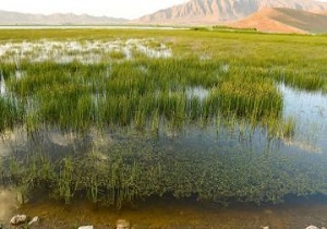 بارندگی های اخیر تالاب های لرستان را احیا کرد