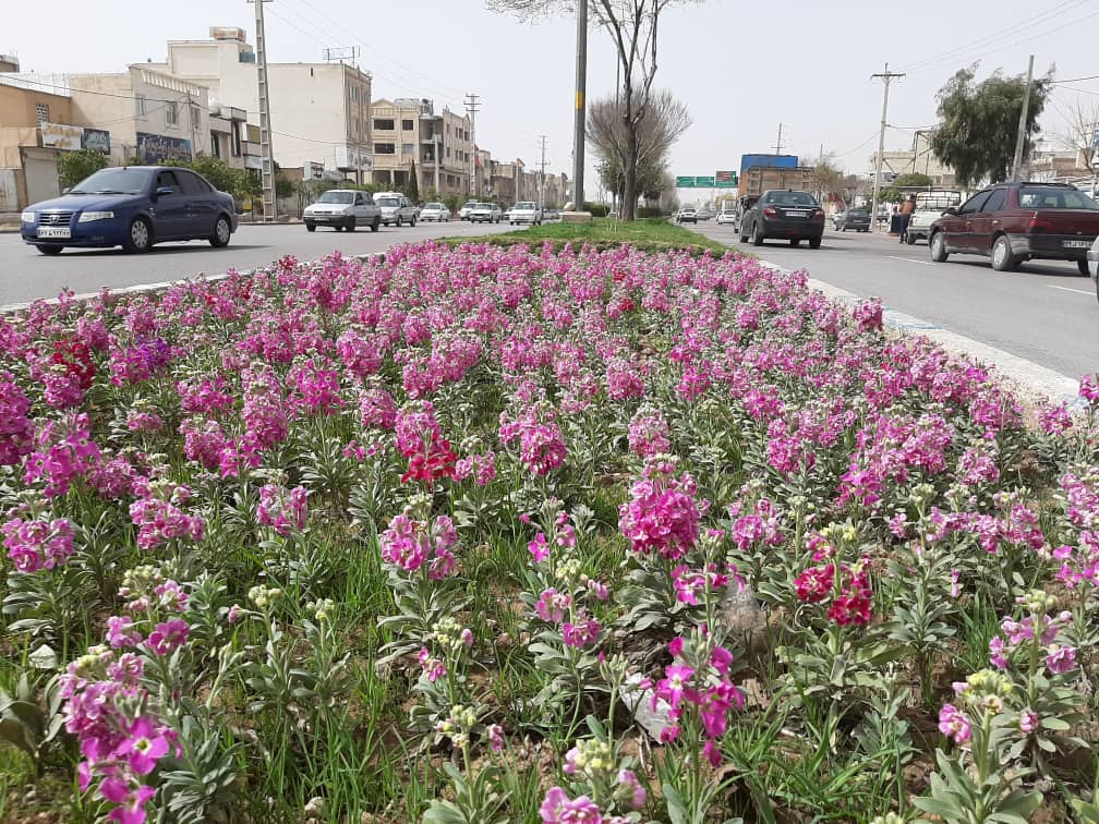 استقبال از بهار شیراز با کاشت ۱۵ هزار مترمربع گل