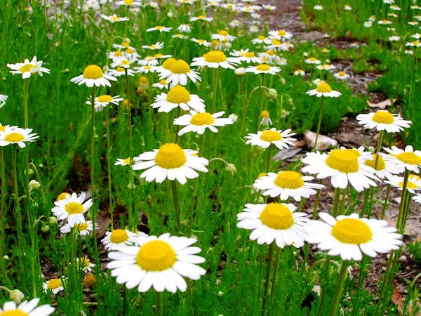 چه افرادی در معرض ابتلا به آسم هستند؟ / نسخه طب سنتی برای بیماری آسم