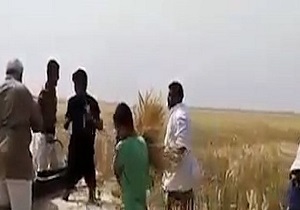 تصاویری از برداشت گندم از مزارع پرآب خوزستان + فیلم