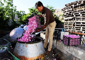 پیچیدن عطر گلاب در نیاسر با آغاز هجدهمین جشن گل محمدی و آیین گلابگیری