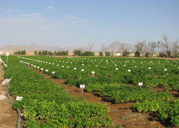 اولین گردهمایی محققین معین جهاد کشاورزی استان مرکزی