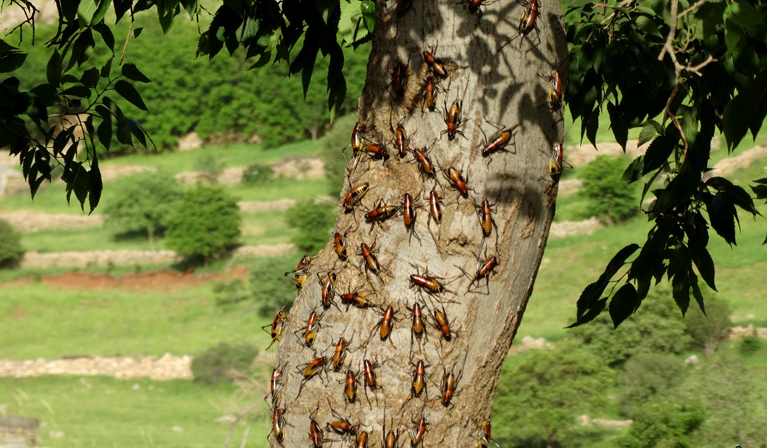 ۲۶ کانون ملخ خیز در خراسان رضوی وجود دارد