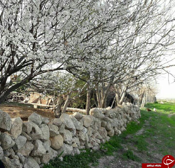 شکوفایی درختان میوه در &laquo;چهارزبر سفلی&raquo; + تصاویر