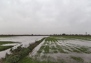 سیلی که بلای جان زمین‌های کشاورزی شد + فیلم