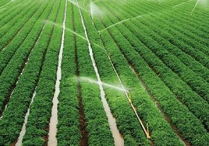 جای نگرانی برای حمله ملخ‌های صحرایی به استان وجود ندارد