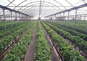 احداث شهرک گلخانه‌ای در اردبیل