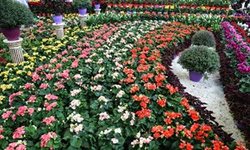 صادرات گیلاهان زینتی گیلان به خارج ازکشور