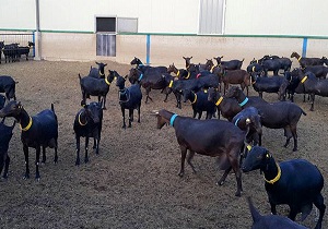 اصلاح نژاد دام در بشرویه