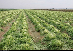 خسارت ۳۰ میلیارد تومانی بخش کشاورزی شهرستان ملایر