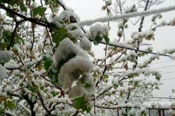 خسارت ۶۲۷ میلیارد تومانی سرمازدگی با محصولات باغی استان زنجان