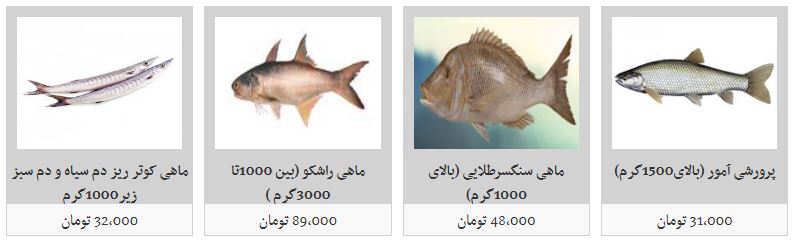 قیمت انواع ماهی زنده و منجمد در غرفه تره بار