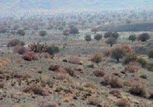 اجرای طرح ذخیره گاه‌های جنگلی در زیرکوه