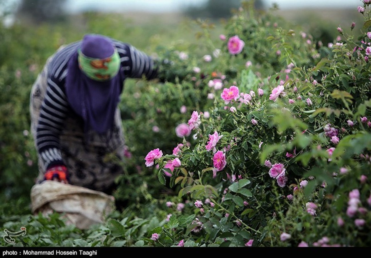 آغاز برداشت گل محمدی از ۷۰ هکتار باغات شهرستان خواف