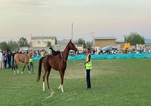 اسب " الماس نادر" از طبس، در جرگه زیباترین اسب‌های ترکمن کشور
