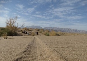 رشد گونه منحصر به فرد دیودال تنها در شهرستان زیرکوه