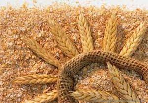 یک هزارتن جو رایگان برای دام سیل زدگان شعیبیه شوشتر توزیع شد