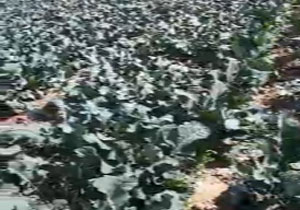 کشت کلم بروکلی در روستای محمدآباد عرب + فیلم