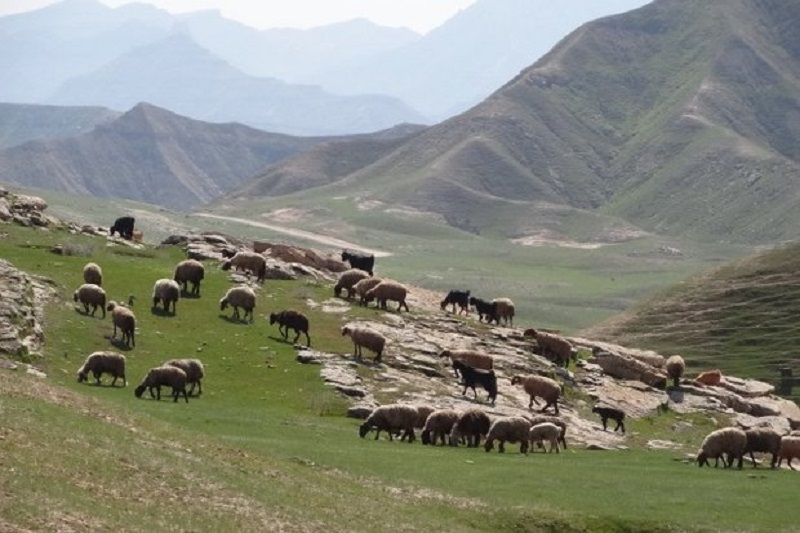 سرانه دام عشایر گچساران بالاتر از میانگین کشوری است