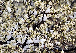 سرما به بیش از ۲۳ هزار هکتار کشاورزی همدان خسارت وارد کرد