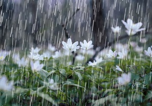 بارش باران در آذربایجان‌غربی شدت می‌گیرد