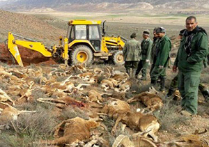 نمونه‌های ارسالی از قوچ و میش‌های تلف شده ارزش تشخیصی نداشت