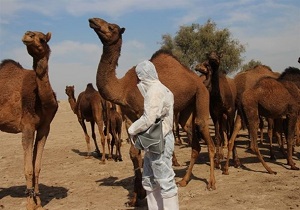 بیش از ۲ هزار نفر شتر تحت مراقبت فعال بهداشتی