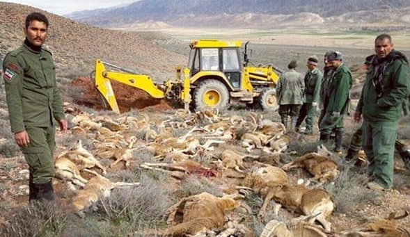 آخرین نتایج مرگ و میر حیات وحش در برخی از استان‌ها اعلام شد