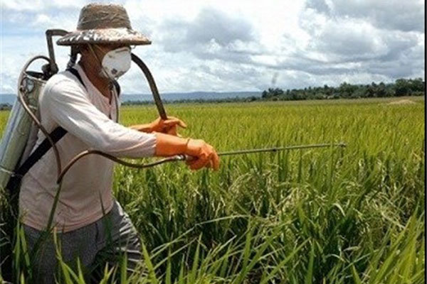روابط عمومی//سطح مبارزه با علف های هرز از سه میلیون هکتار فراتر رفت