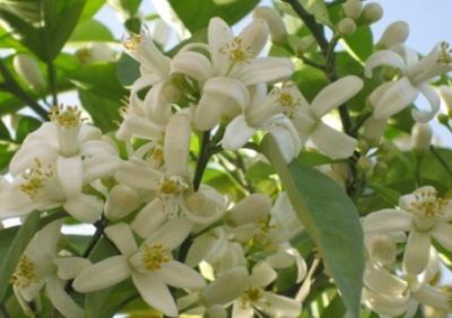 اردیبهشت شیراز، عطر خوش بهار نارنج