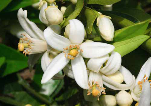 اردیبهشت شیراز، عطر خوش بهار نارنج