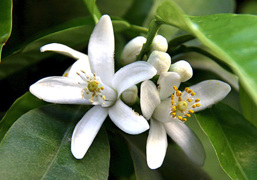 اردیبهشت شیراز، عطر خوش بهار نارنج