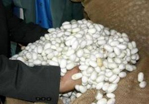آغاز توزیع تخم نوغان در مازندران